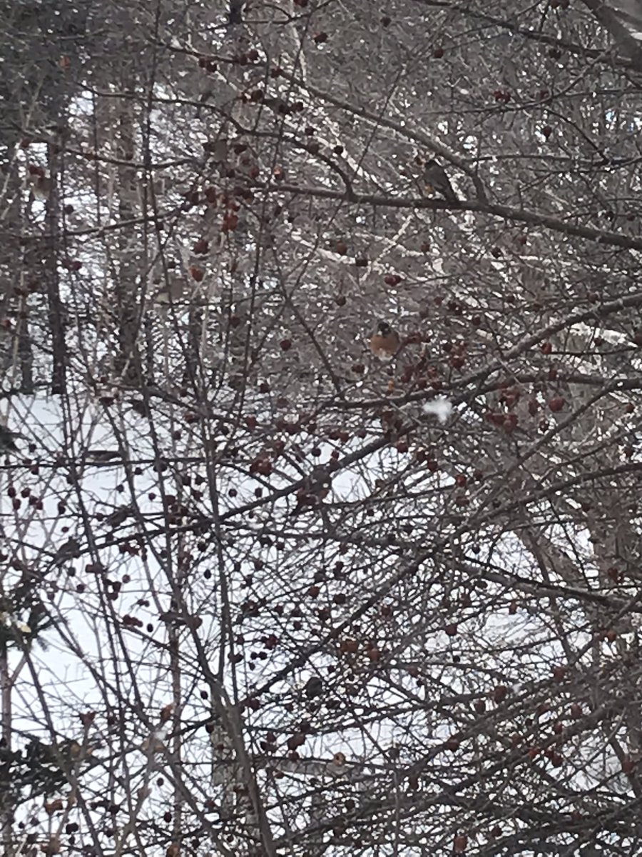 Des merles d'Amérique, des Gros becs et des Jaseurs des cèdres au buffet du pommetier.
