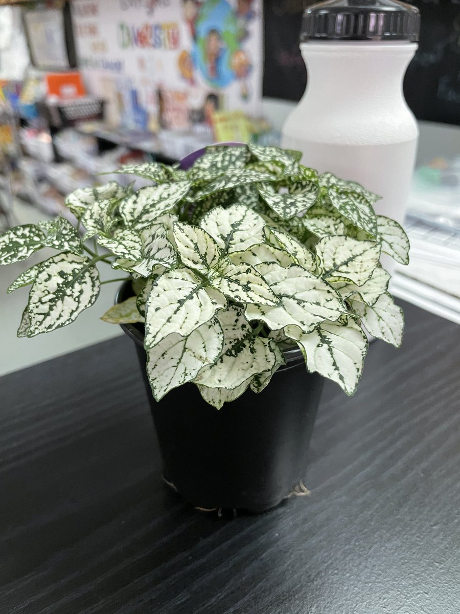 Meet Morti, this is the best he will ever look. Less than a week out and he’s already lost one leaf ☠️ #blackthumb