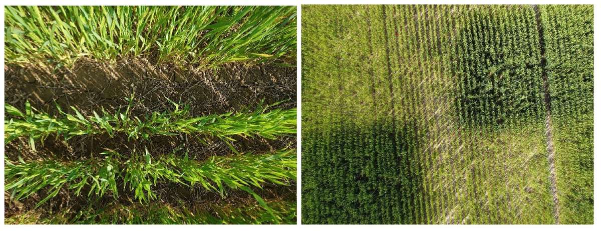 MMarkALee's tweet photo. Our research paves the way for robots and drones to reduce nitrogen fertiliser use on farms. Saving money, wildlife, carbon and pollution. https://t.co/uikJ5SgSZz @RemoteSens_MDPI with @FarmerAndyH @gmvnsl @ManMetUni @RoyalHolloway #ForumforAg #foodsecurity https://t.co/BAagmcq1Hj
