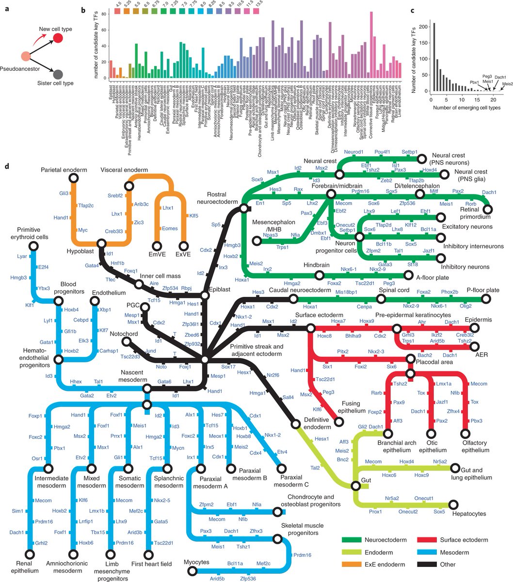 alvie_barr's tweet photo. Awesome #DataViz! A subway map of single cell RNA sequencing data of the major lineages in embryos: https://t.co/Hsgx8K5xsp