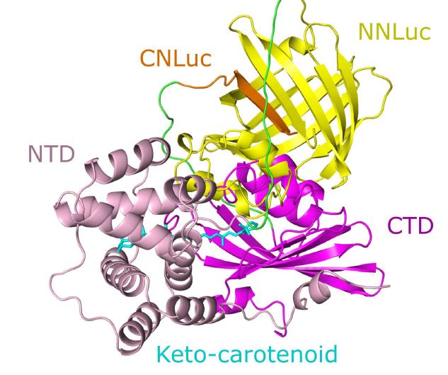 A synthetic switch based on orange carotenoid protein to control blue-green light responses in chloroplasts <a href="/LucaPiccinini_/">Luca Piccinini</a> <a href="/s_iacopino/">Sergio Iacopino</a> <a href="/BallottariM/">Matteo Ballottari</a> <a href="/BeaGiuntoli/">Beatrice Giuntoli</a> <a href="/Fra_LicO2si/">.</a> #PlantSci doi.org/10.1093/plphys…