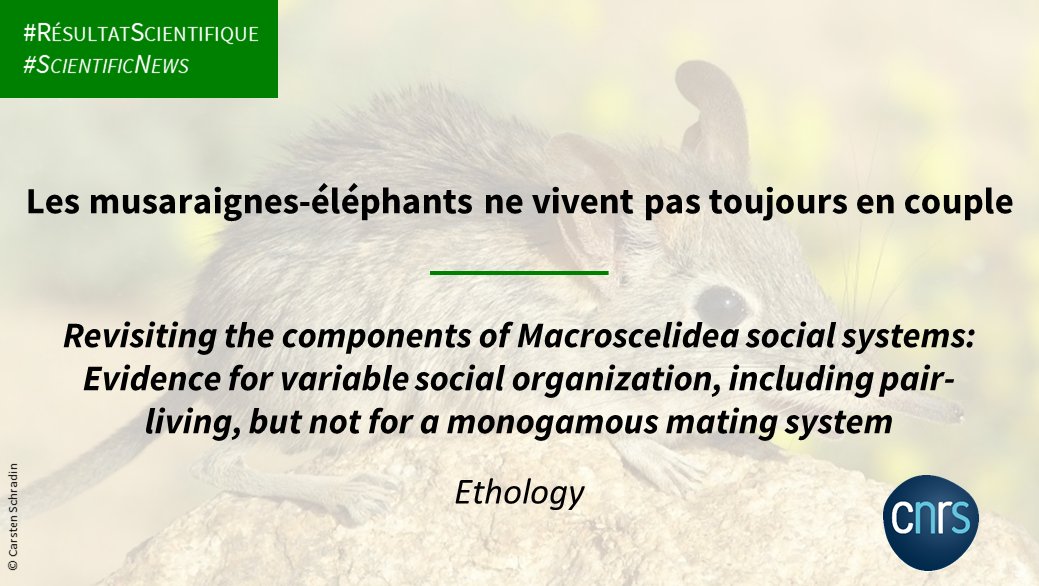 #RésultatScientifique 🔎

Bien que l'on ait souvent déclaré que les musaraignes-éléphants étaient le seul ordre de mammifères monogames, il est peu probable que cela soit vrai, d'après une analyse approfondie de la littérature.

➡️inee.cnrs.fr/fr/cnrsinfo/le…
📕doi.org/10.1111/eth.13…