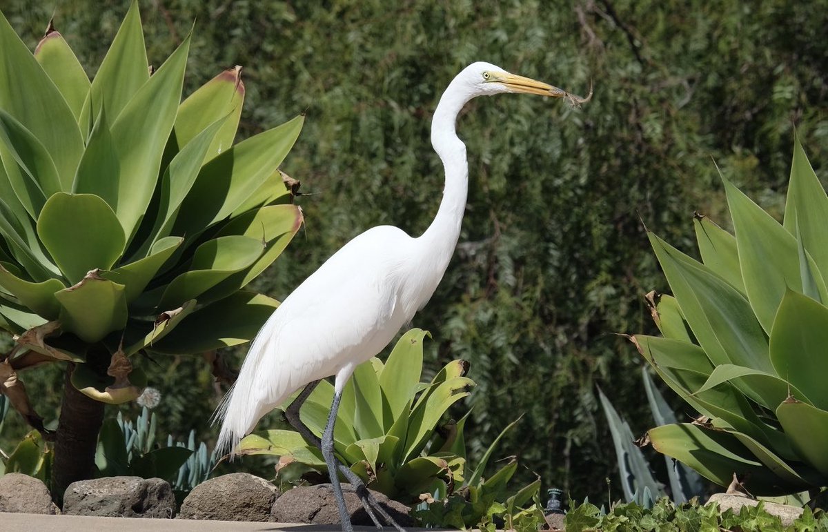 JeramiP's tweet photo. Great Egret shopping for lizards in my backyard. https://t.co/Zhe60YCQqH