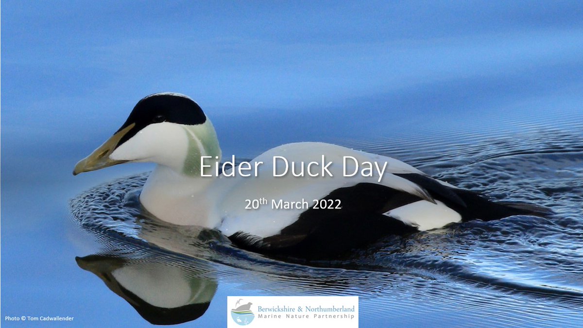 As part of #EiderDuckDay2022 we will be at Amble Habour with our colleagues from <a href="/ForShorebirds/">Space for Shorebirds Northumberland</a> from around 10am on Sunday 20th. Drop by and say hello.
