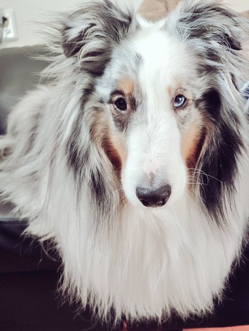 これは前足ナイナイしてるおもち 