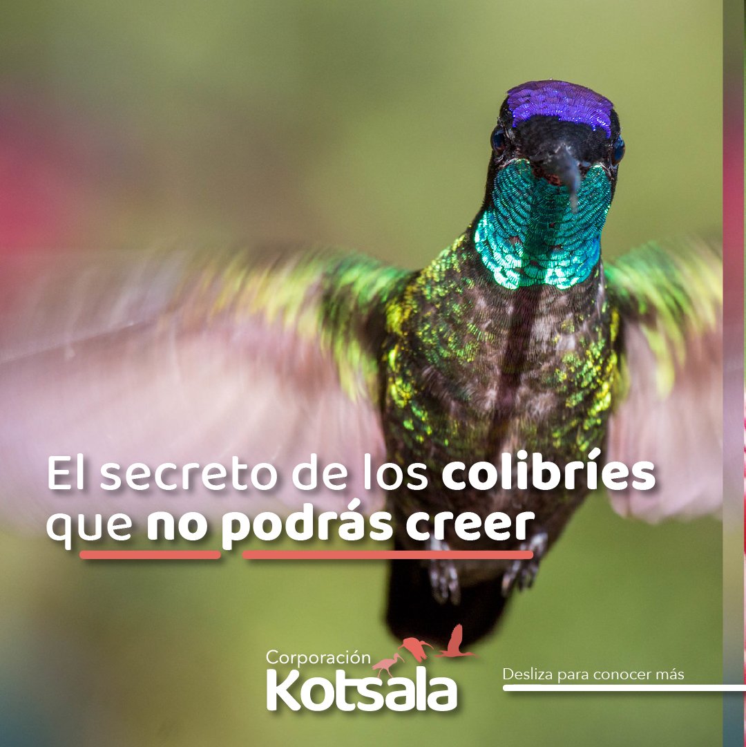 Kotsala_'s tweet photo. Hilo ��
Explicando un dato increíble de los colibríes. https://t.co/UWZlJStAtW