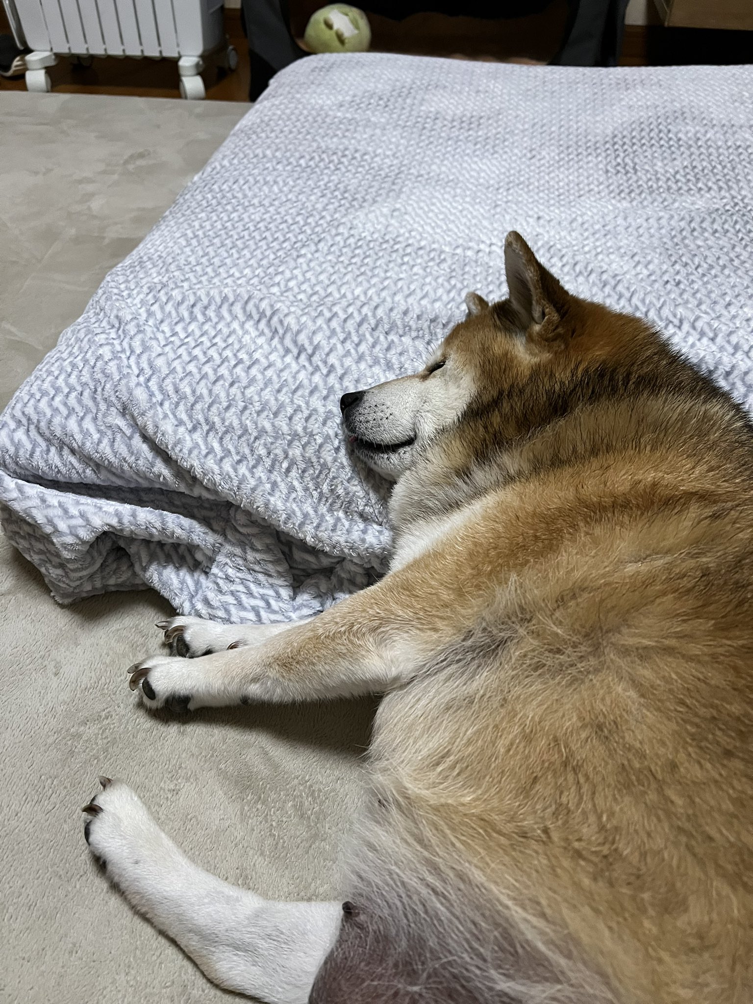 Hana 大きな地震でも寝たまま目だけ開けて様子見 の犬 あなた身体ごと揺れとるけど 3 11の半年後に保護して 暫くは小さな地震でもワンワンギャンギャン怖がってたのに もう怖くなくなったのね それはそれで良かった T Co Ff8wqxzbp0