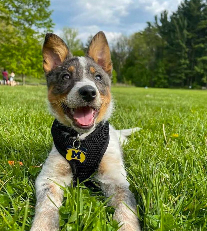 jprestonforte's tweet photo. There are no greater supporters than our furry friends! But you can try keep up with them on this #GivingBlueday by supporting MUSIC Matters here https://t.co/geQZ0VuSSs @MUSICMatters_UM https://t.co/ZgBcgjxOuY