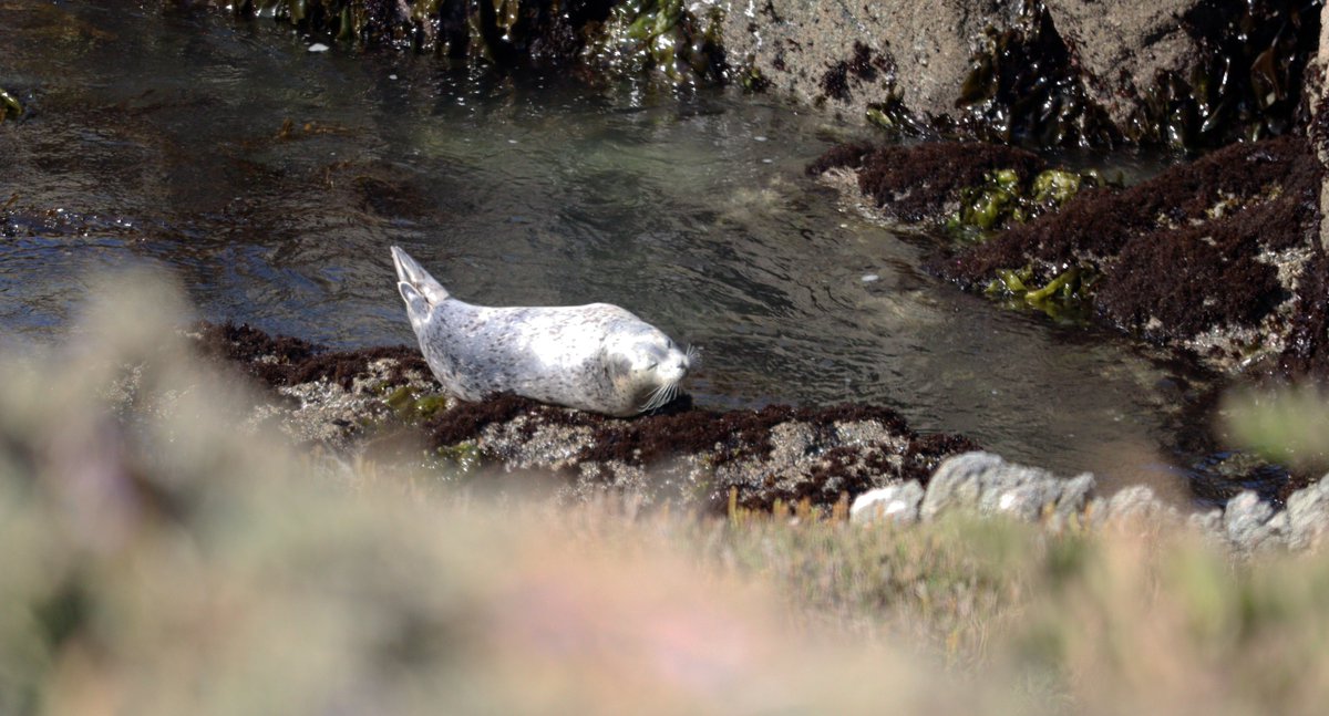 bodegamarinelab's tweet photo. We were going to tell the #seals 🦭 that it's #NationalNappingDay, but it looks like they already got the memo.

#BodegaMarineReserve #BodegaBay https://t.co/FRBIYiy7mu