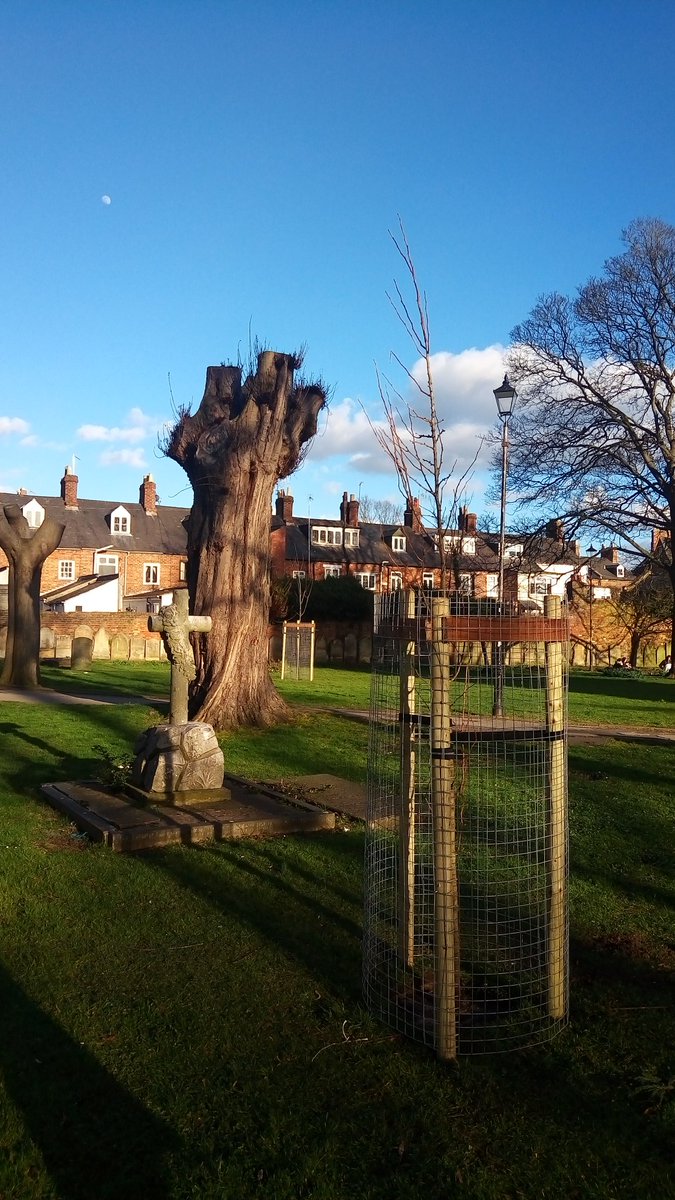 GiorgioPandiani's tweet photo. 5 new beautiful #trees were planted in St. Giles today 😍 Thank you @StGilesTerrace, now let's take care of them 💪🌳 https://t.co/72TUDvxypz