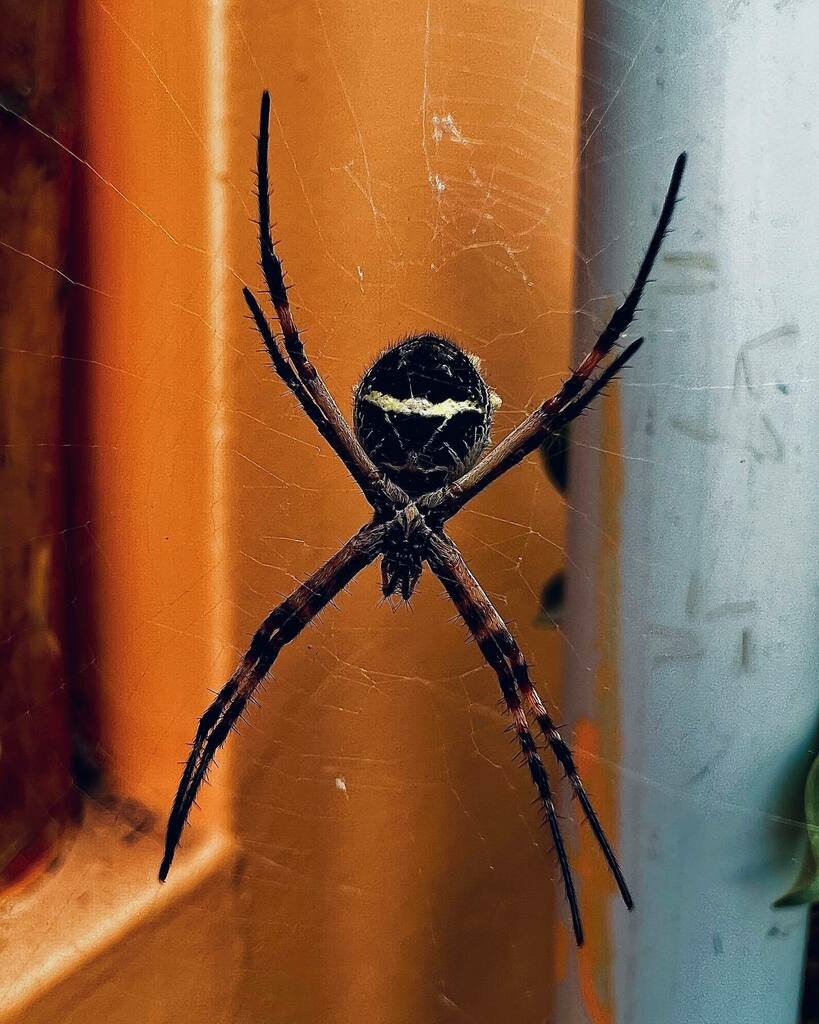 peterwedd's tweet photo. Nature is healing mk whatever
#shotoniphone #macromode #macrophotography #macroiphone #iphonemacro #macroinsect https://t.co/ozaOanFSow https://t.co/gwOA0kgvJS