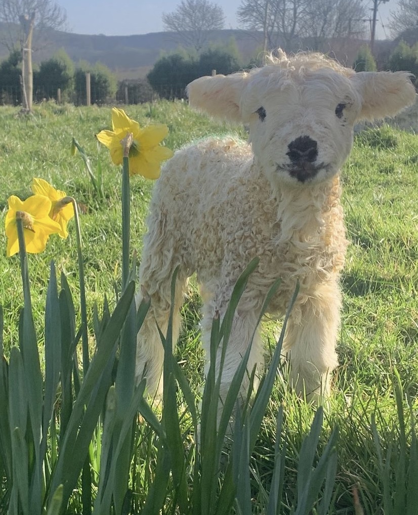 The Consumer Brand tweet media