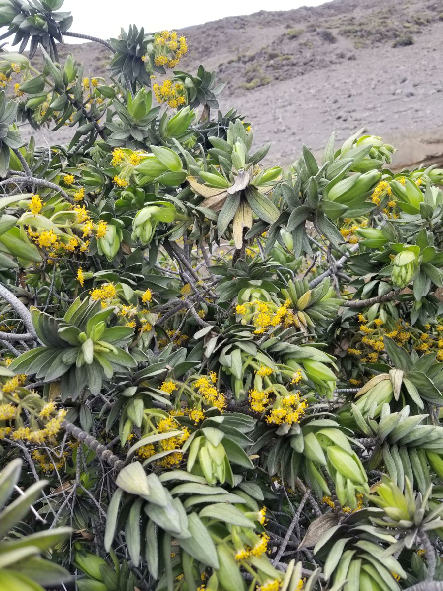 malamamaunakea's tweet photo. Though not listed as endangered, Maunakea dubautia (Dubautia arborea), also known as Kupaoa or Naʻenaʻe, is pretty rare within our management area. We were excited to see this one in bloom! #NativePlant #Maunakea https://t.co/WBqOwM8gjI