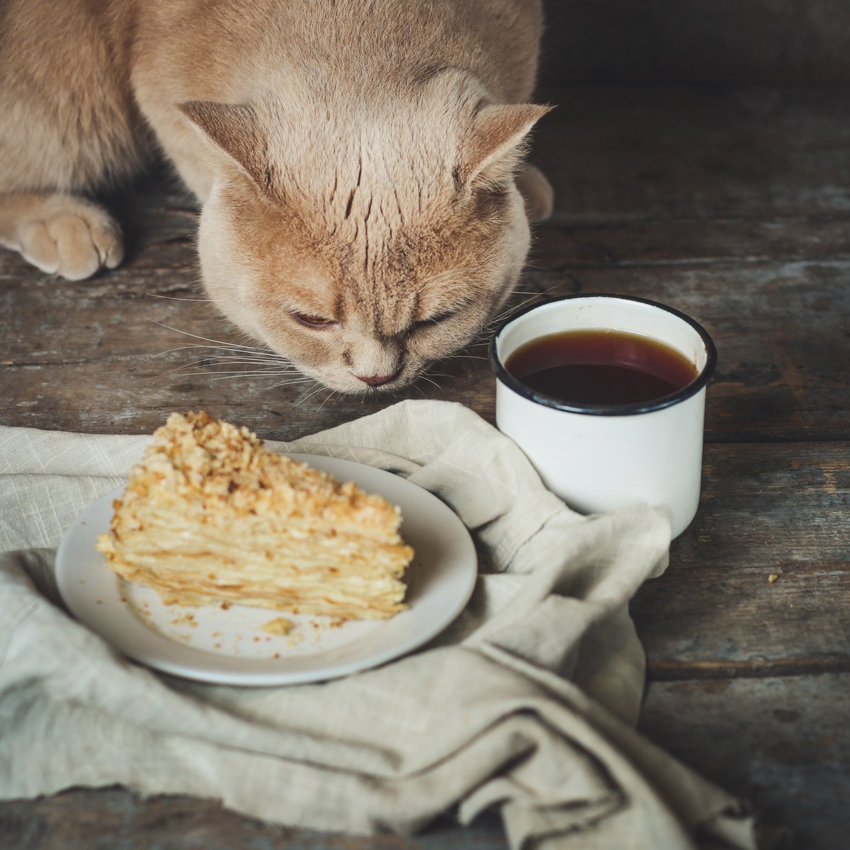 cozycatpress's tweet photo. Today is National Pi Day! Oops, Cozette! Not that kind of pie! #cozymysteries #read #books #catreads https://t.co/VHjLYxrnwp
