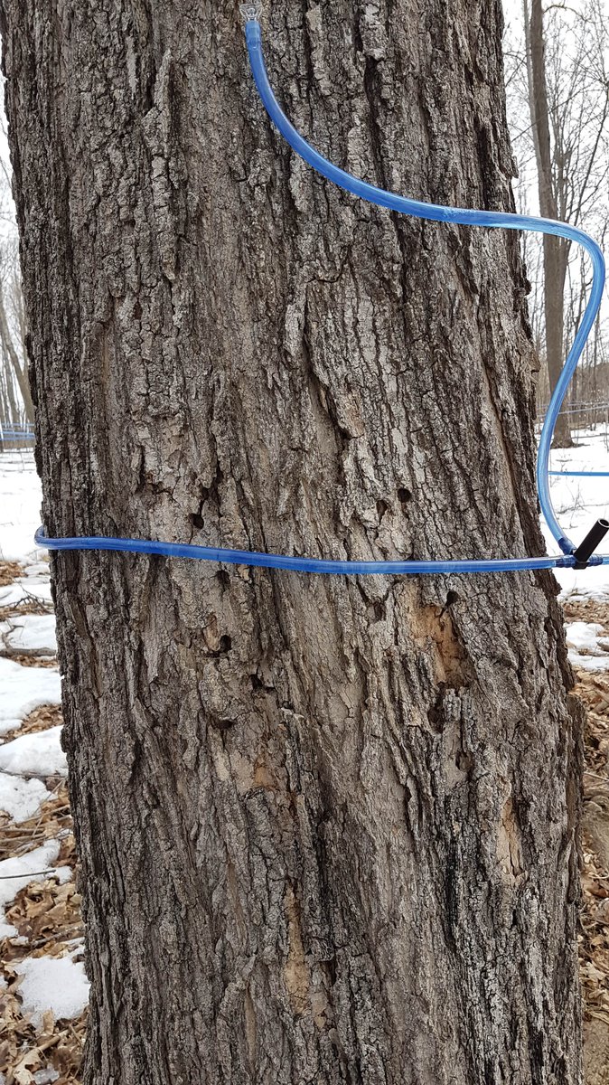 SouthNationCA's tweet photo. #DYK Maple trees have “belly buttons”? Holes left in a tree where previous taps were installed shouldn’t be re-tapped in future years. Old tapping scars repair themselves leaving a visible “belly button.” See any “belly buttons” on this tree? 🍁 #MapleMonday #MapleMadness https://t.co/NC6ft8aKqv