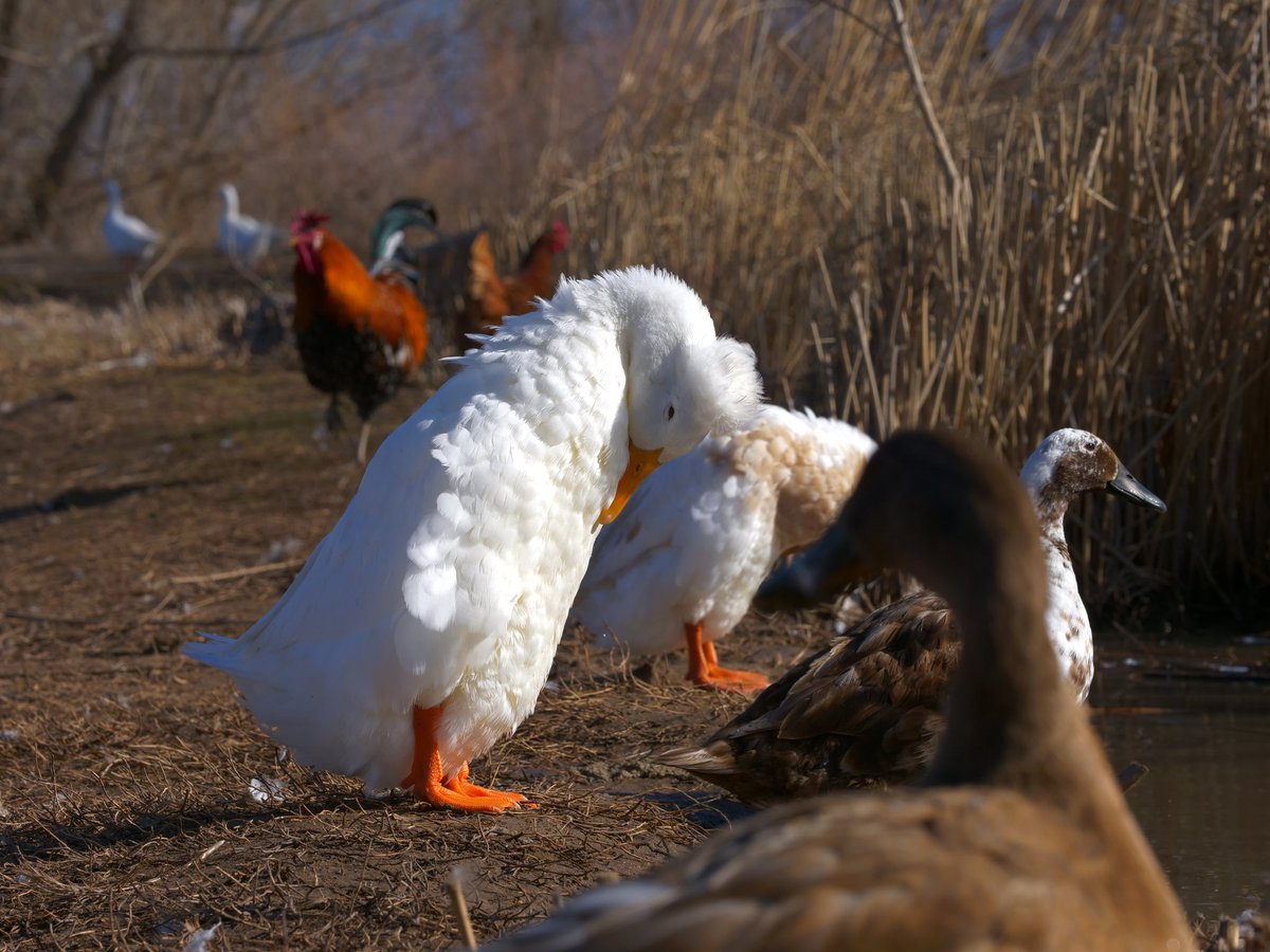 DuckFoodBot's tweet photo. mondays are better when you spend time with a duck... retweet to send a snack to the pond at https://t.co/pTJuXhHBfC https://t.co/YWno3G848z