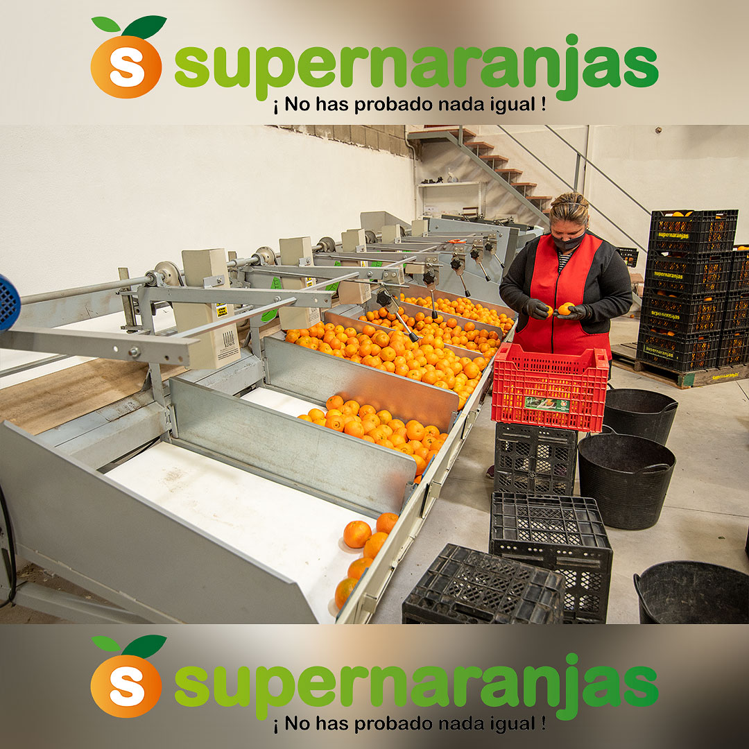 supernaranjas's tweet photo. @tweeter Estamos preparando los envíos para el Día del Padre. No te lo pienses y regala salud, sabor, energia y sobre todo, la mejor fruta de España. 
Naranjas valencianas.
Del arbol a tu mesa.
Pídelas ya!!!!!
https://t.co/eQNuyuPKYL
📱662 53 29 81
info@supernaranjas.com https://t.co/4PBqZsUORS