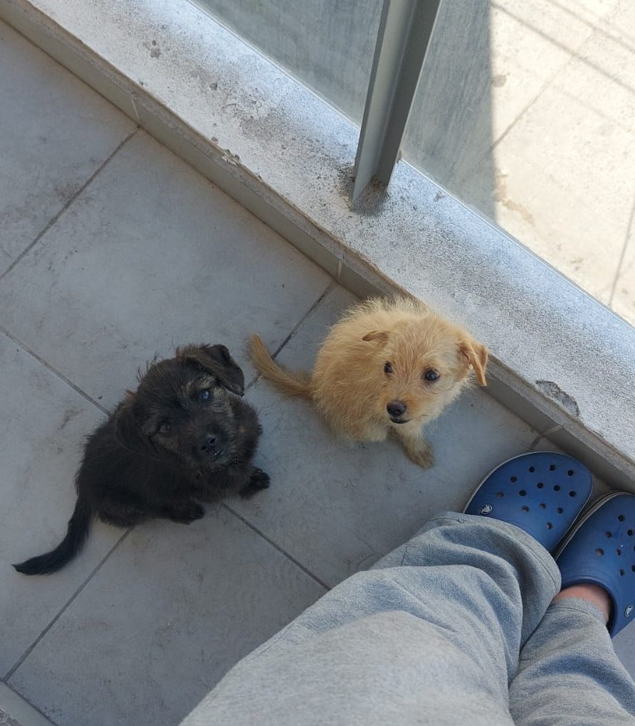 MicaHuss's tweet photo. Gente, una amiga encontró a estos cachorritos abandonados por costanera, es super triste... lamentablemente no puede tenerlos, pero sé que si difundimos entre todos podemos encontrarles un hogar 🙏🙌
@VivireNuevaCba @VivirEnNuevaCba https://t.co/jB8BVYOA47
