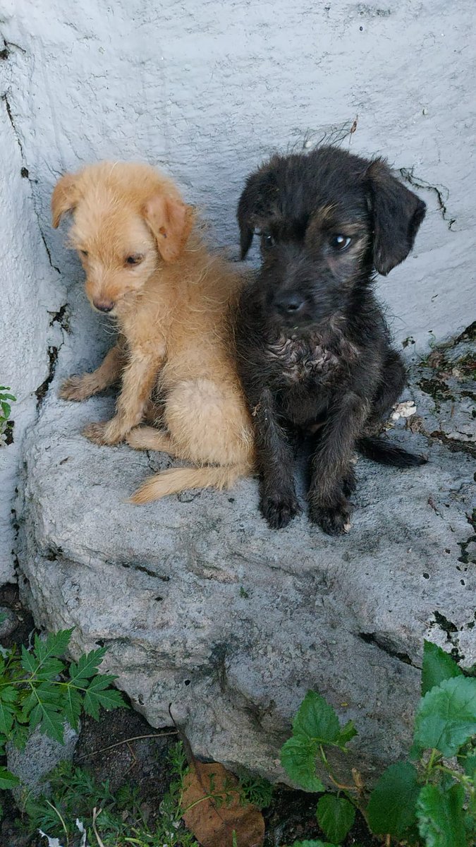 MicaHuss's tweet photo. Gente, una amiga encontró a estos cachorritos abandonados por costanera, es super triste... lamentablemente no puede tenerlos, pero sé que si difundimos entre todos podemos encontrarles un hogar 🙏🙌
@VivireNuevaCba @VivirEnNuevaCba https://t.co/jB8BVYOA47