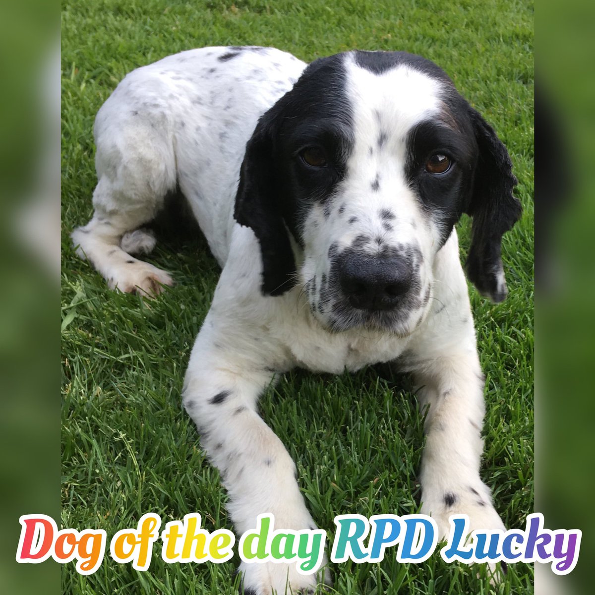 K9memorialUk's tweet photo. Our dog of the day today is RPD Lucky.

It’s with a heavy heart that we share with you that Lucky has crossed the rainbow bridge🌈. Our thoughts are with her family at this sad time😢

Thank you for your service🐾💙🐾
#WeWillRememberYou 

@policedogunit @baz_cox https://t.co/iqoDoVLmi1
