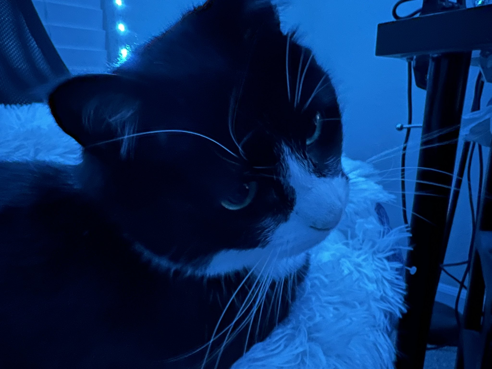 Blue cat in 2022 Blue cats, Baby blue aesthetic, Cat aesthetic
