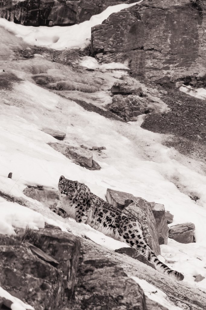 All sightings are a blessing, but some are extra special. <a href="/snowleopards/">Snow Leopard Trust</a> <a href="/koustubh_sharma/">Koustubh Sharma</a> <a href="/VoygrTravel/">Voygr Expeditions</a>