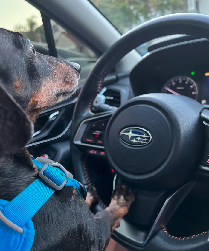 GillmanSubaruN's tweet photo. Eyes on the road and paws on the steering wheel! 🙌 🐾
📸 @chloemissynapoleon
#SubaruDogs #Subaru #SubaruAdventures #Roadtrip #Travel https://t.co/fUOgF0nAca