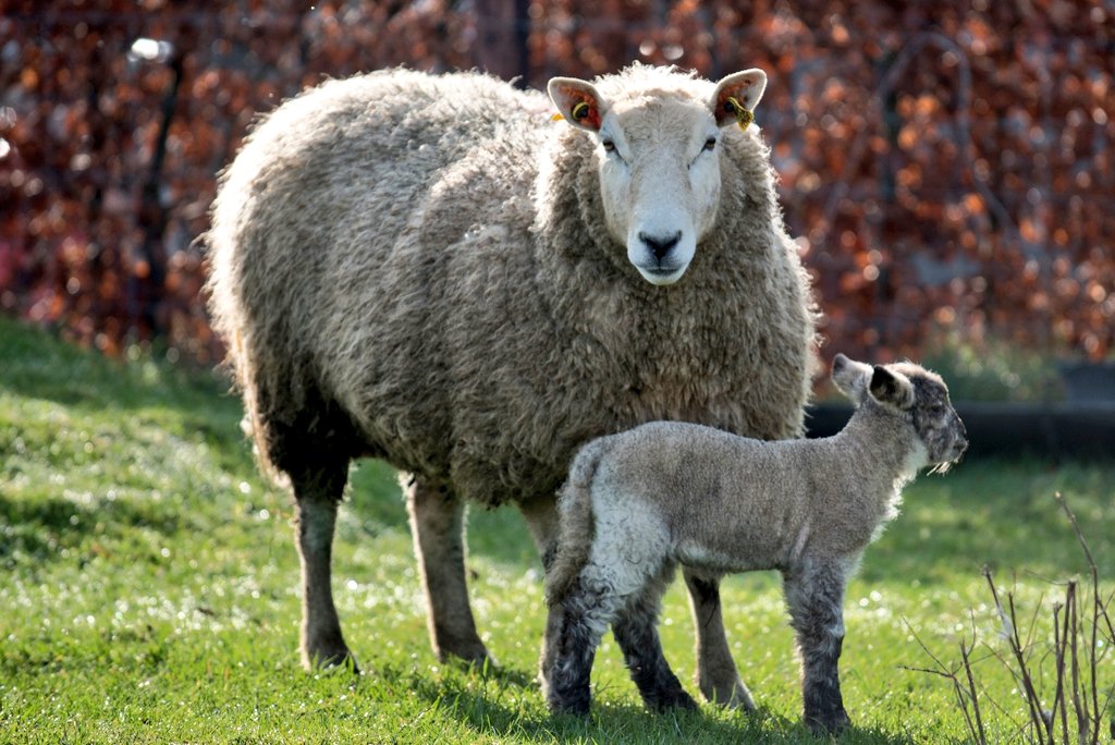 IrishGrassland's tweet photo. 🐑🐑Date for the diary🐑🐑

We will be hosting our Sheep Conference on Thursday 19th May 2022 in the @Hodsonbayhotel Athlone followed by a farm walk in the afternoon.  Members will be notified with more info via post in the coming weeks. 

Kindly supported by @MullinahoneCoop https://t.co/NNjZY0bc9B