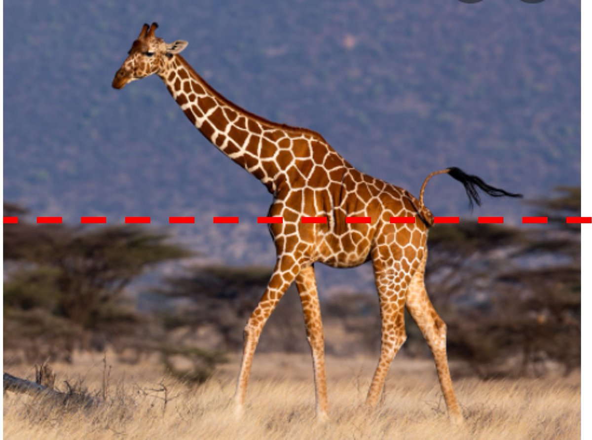 Asteroid Half The Size Of A Giraffe Strikes Earth Off The Coast Of asteroid-half-the-size-of-a-giraffe-strikes-earth-off-the-coast-of