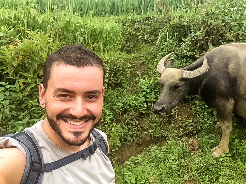 Un búfalo de agua pastando en los campos de arroz que rodean Sa Pa, al norte de Vietnam. 
Hacer trekking por allí va fenomenal para cansarse y degustar, después, los platos de la gastronomía vietnamita.

#vietnam #sapa #buffalo #bufalo