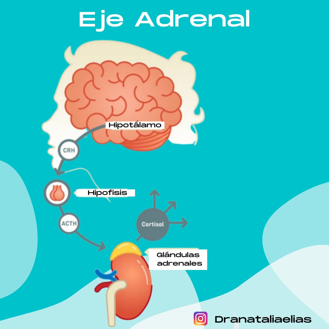 elias_dra's tweet photo. Sistema #hormonal en el q se integran la secreción de CRH hipotálamo,  ACTH hipofisaria y de cortisol x parte de la #corteza adrenal. Estos elementos se interrelacionan mediante mecanismos de retroalimentación, se encuentra  relacionado con la respuesta frente al #estrés https://t.co/UUHgnop15n