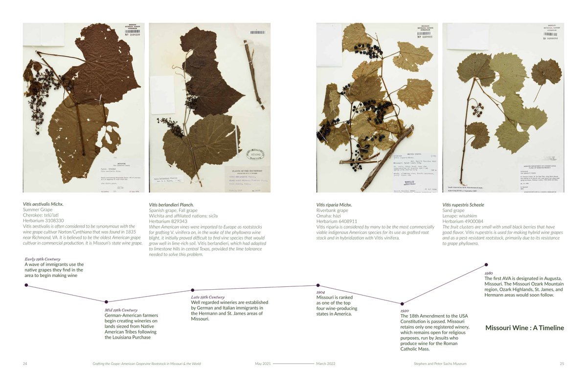 #GraftingTheGrape Download the exhibition publication (PDF) designed by @studiopowell here missouribotanicalgarden.org/Portals/0/Graf…