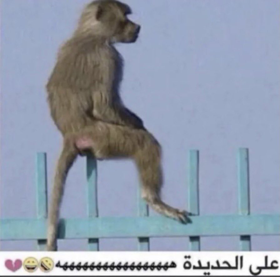 للاعلانات الرجاء التواصل على الرقم الموجود في البايو .