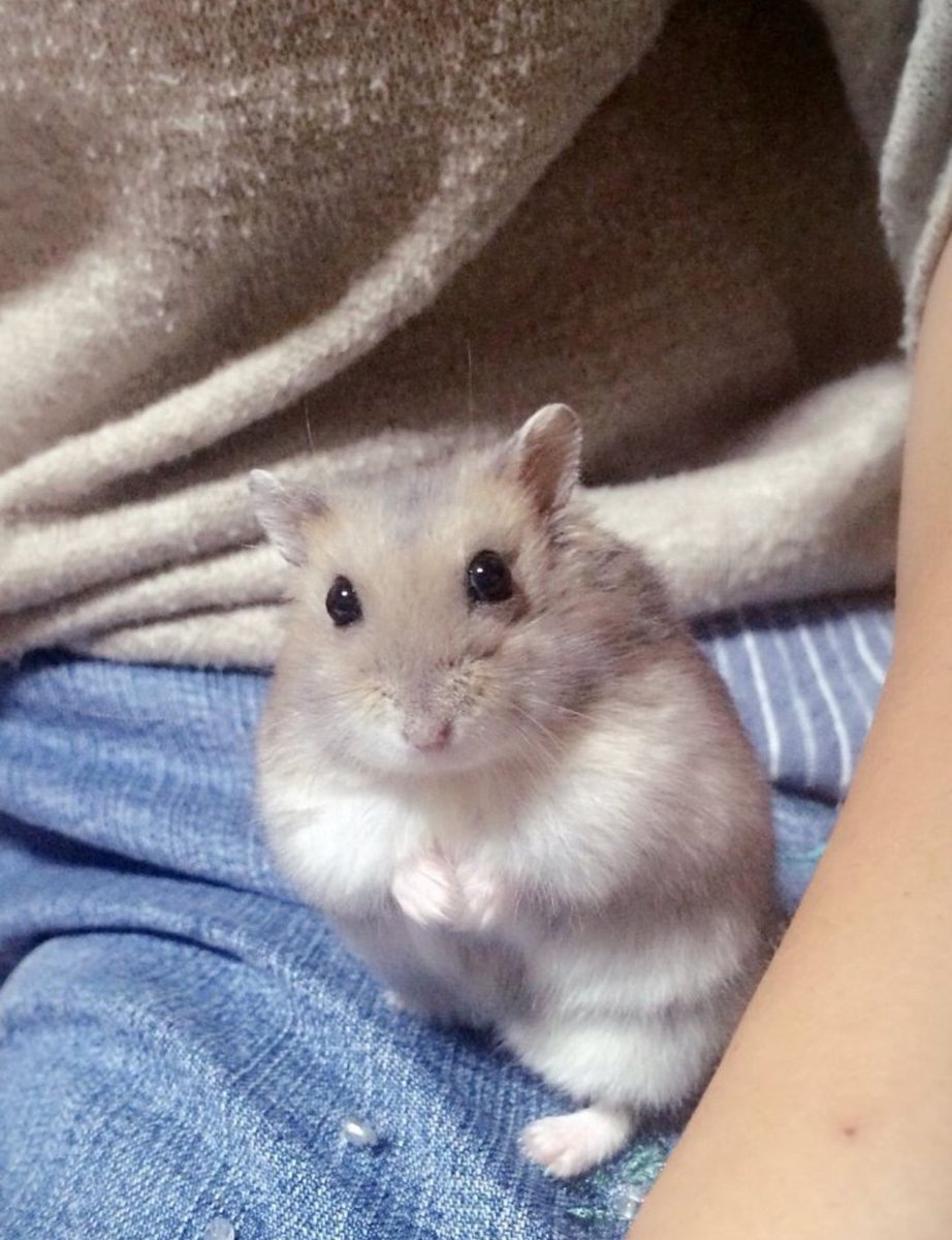 igottapoundcake's tweet photo. Tapi emang mirip🐹 iya kaaan teman teman. Ila mirip 🐹🐹🐹 😯 https://t.co/5Y0ois49UB
