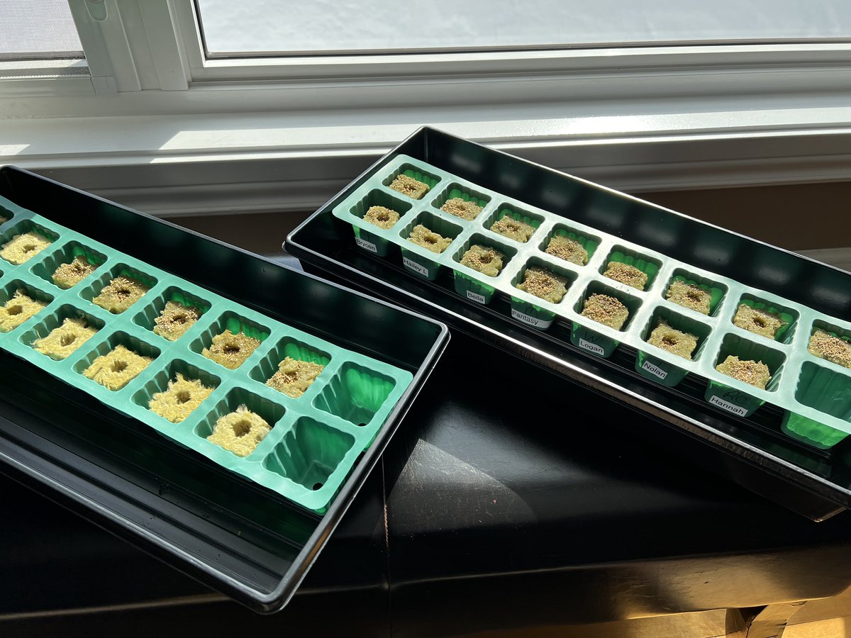 MichaelOToole71's tweet photo. Students in Mrs. Savoie’s Grade 4 class at LBS are ready to seed. Students were so excited to be planting their own garden @TowerGarden Now we wait for the seeds to sprout! @asdnnb https://t.co/3fP4O37pt3