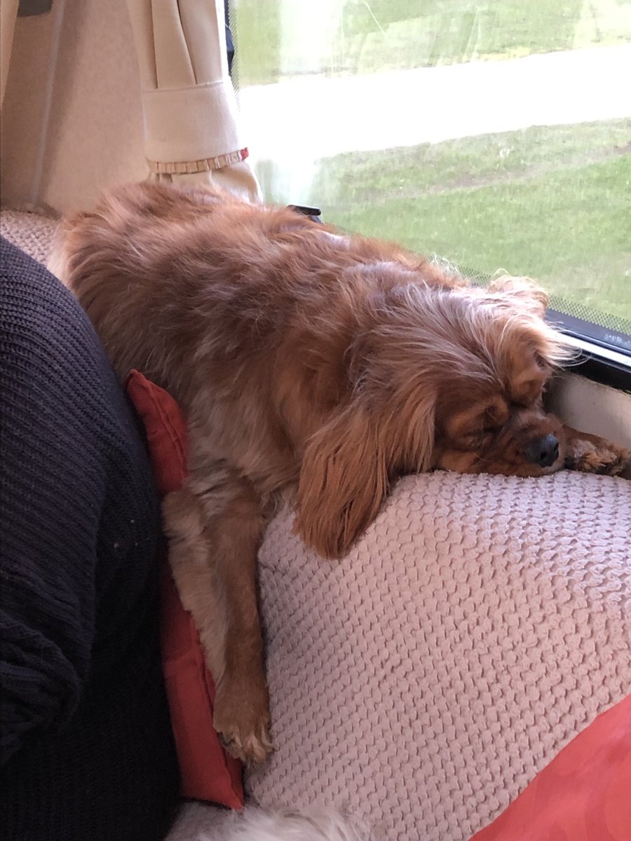 I have been I was made to go to the poodle parlour and now I am k-knocked