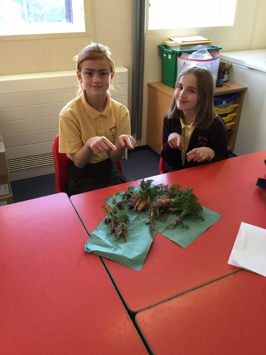 TheRichmondPri's tweet photo. Amanda Leverseidge has dug up the last of the carrots, that #AfterSchoolHomeworkClub grew in The School Garden! #Gardening #GrowingYourOwn https://t.co/YyAMuLPD9f
