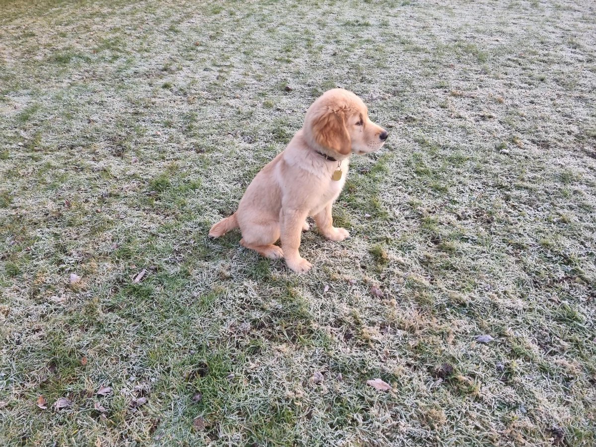 Latest pup in training = York