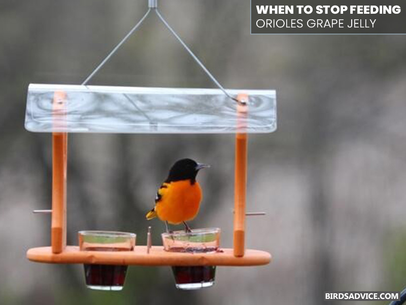 birds_advice's tweet photo. Why do orioles like grape jelly? Grape jelly contains high sugar content that provides them with more energy to travel than usual.

Full blog here: https://t.co/JTSZwIN1dE

#Orioless #birds #birdsadvice https://t.co/S2XDYJimJn