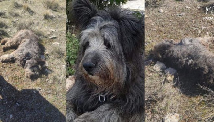 meneame_net's tweet photo. Un cazador mata al perro de un senderista en Granada, le amenaza y se deshace presuntamente del cadáver https://t.co/CacNXioSeP https://t.co/NsL8Zthg6x
