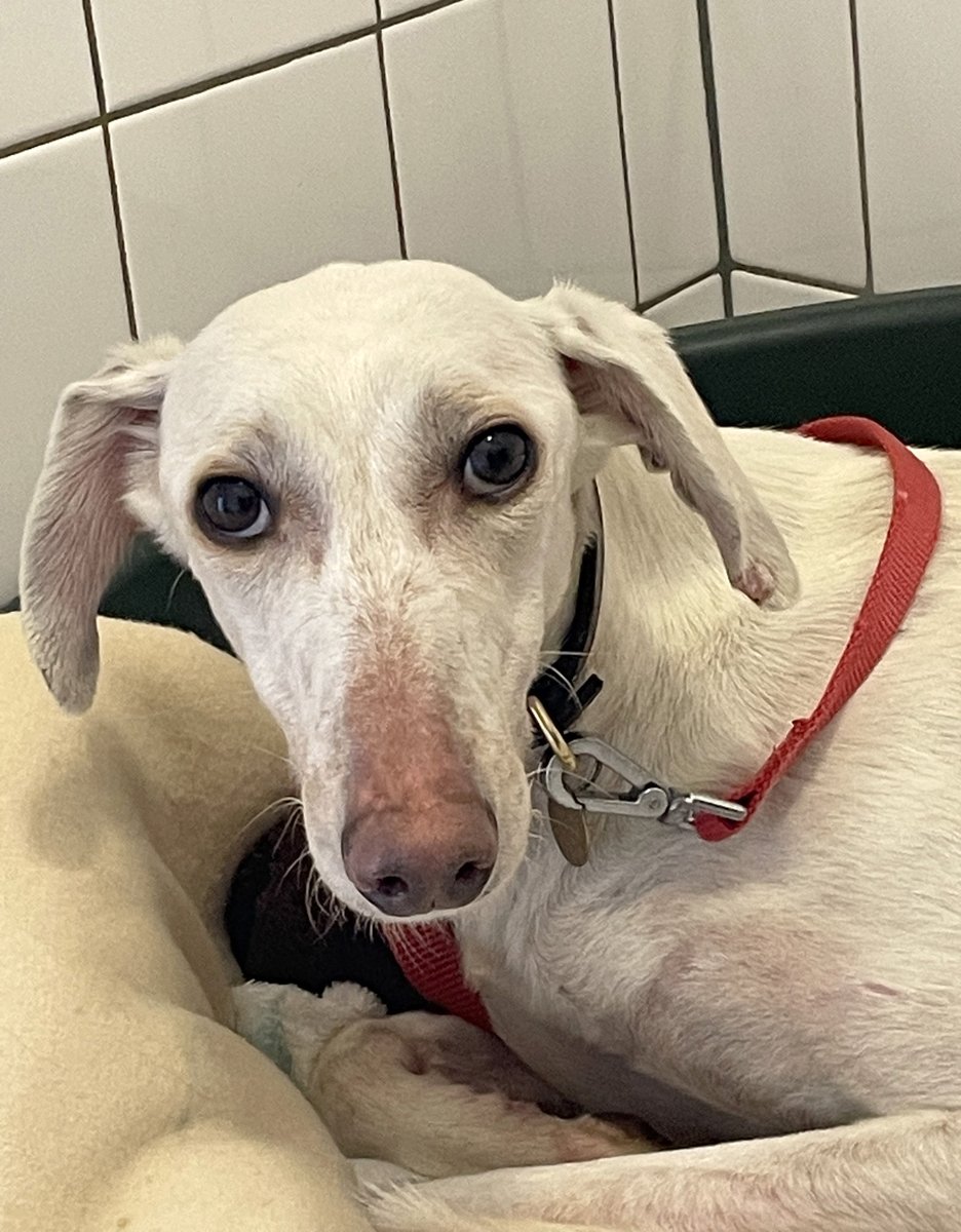 Many of you asked how you can help with Bronco, after seeing the appeal for information last week. We have set up a page with more information about him and where you can, if you wish, donate towards his ongoing care. 
justgiving.com/campaign/Bronco