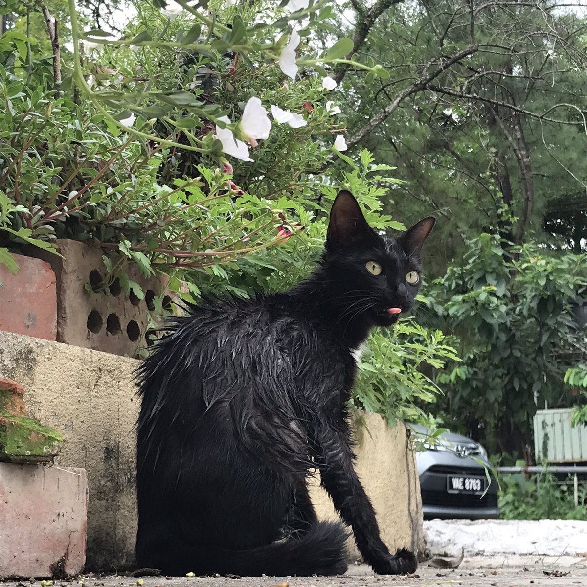 bbbbbbbbb_chloe's tweet photo. Have cats to lighten your day (forgive the shitty photo taking) https://t.co/kS4WeR8Dfj