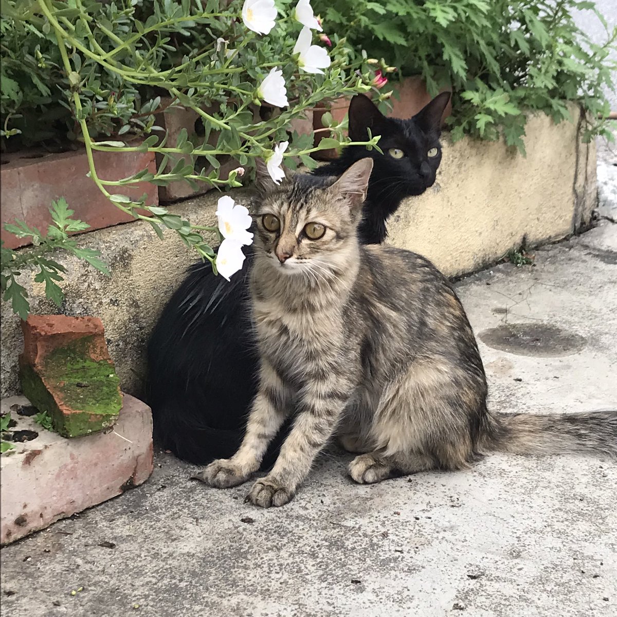 bbbbbbbbb_chloe's tweet photo. Have cats to lighten your day (forgive the shitty photo taking) https://t.co/kS4WeR8Dfj