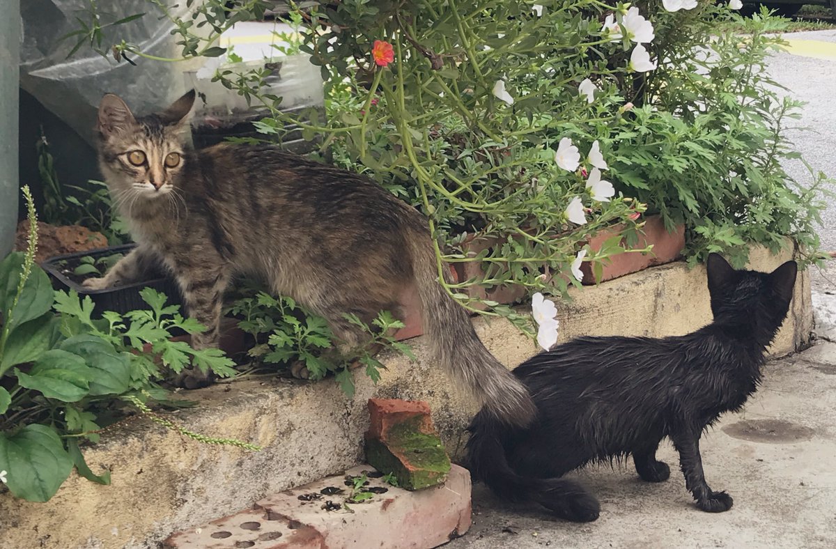 bbbbbbbbb_chloe's tweet photo. Have cats to lighten your day (forgive the shitty photo taking) https://t.co/kS4WeR8Dfj