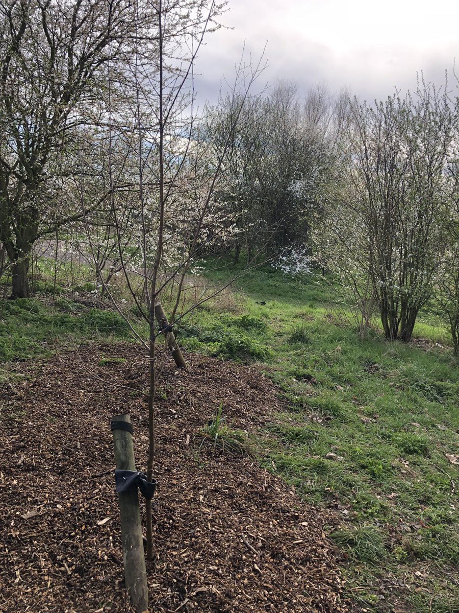 lhyde2017's tweet photo. #TeamTask @LeeValleyPark #TottenhamMarshes a lovely morning planting trees ๐ฟ๐ฑ๐ https://t.co/KO6VildP1R