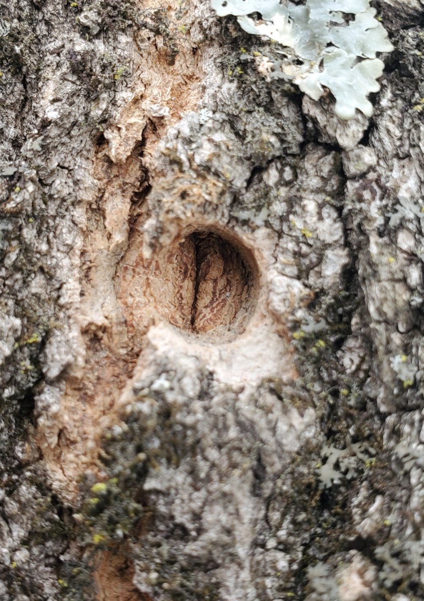yooperforestry's tweet image. Proper forest management allowing sugar maple trees to grow a large canopy of leaves = faster taphole closure rates. This photo shows a 1 year wound closure! @MSUAgBio @yooperforestry @maplesyrup @forestservice @USDA
