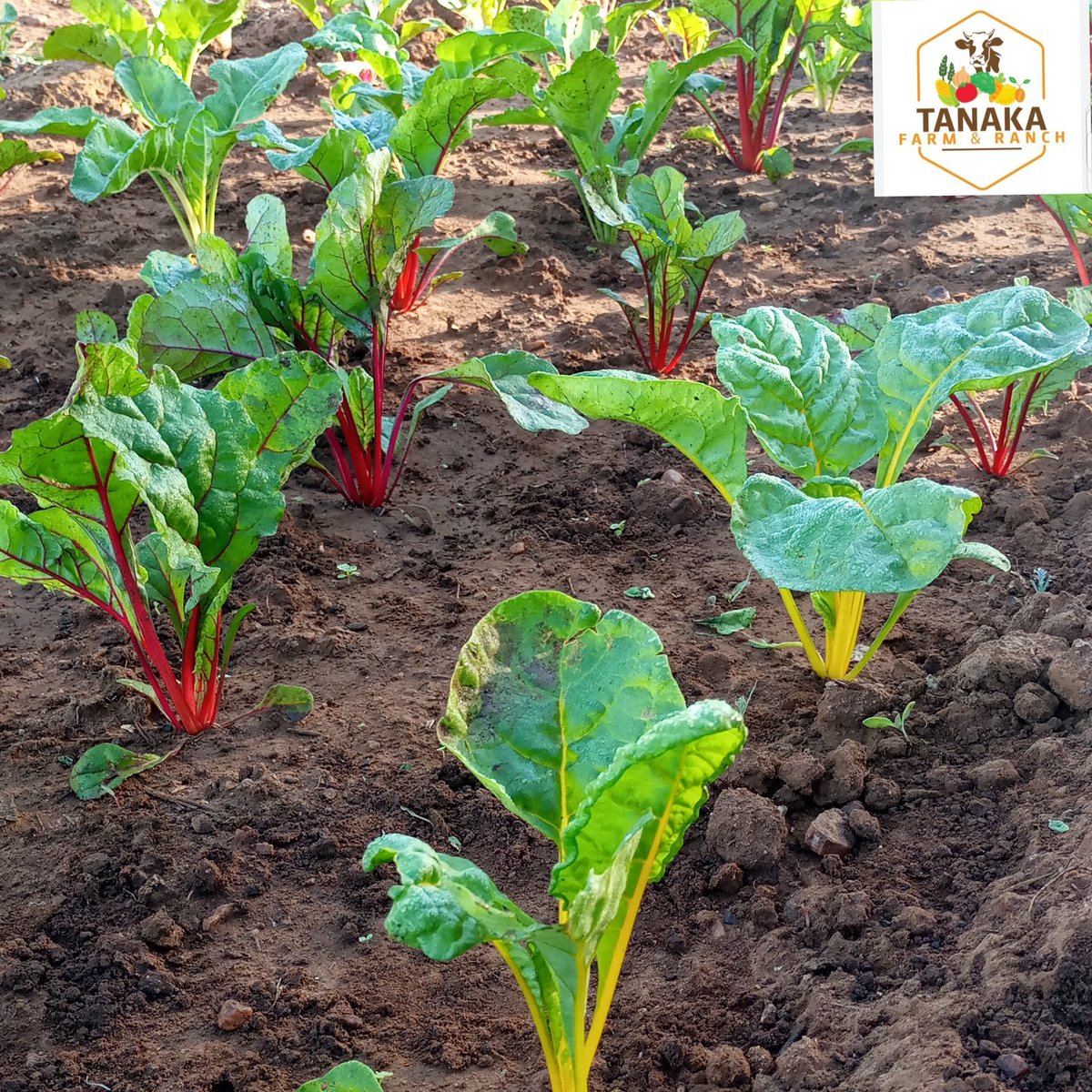 This spinach variety is called Bright lights. Pretty in the field, great to eat and beautiful color eaten raw as a salad.

You must give it a try. Order seedlings with us, they are ready in 4/5 weeks 
WhatsApp sales 0783025005

#farming