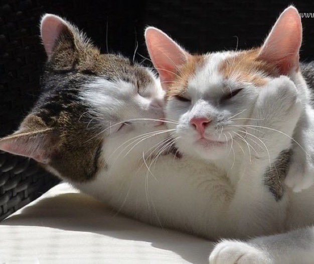 saidafeed's tweet photo. it’s them!! https://t.co/O266fv58Ql
