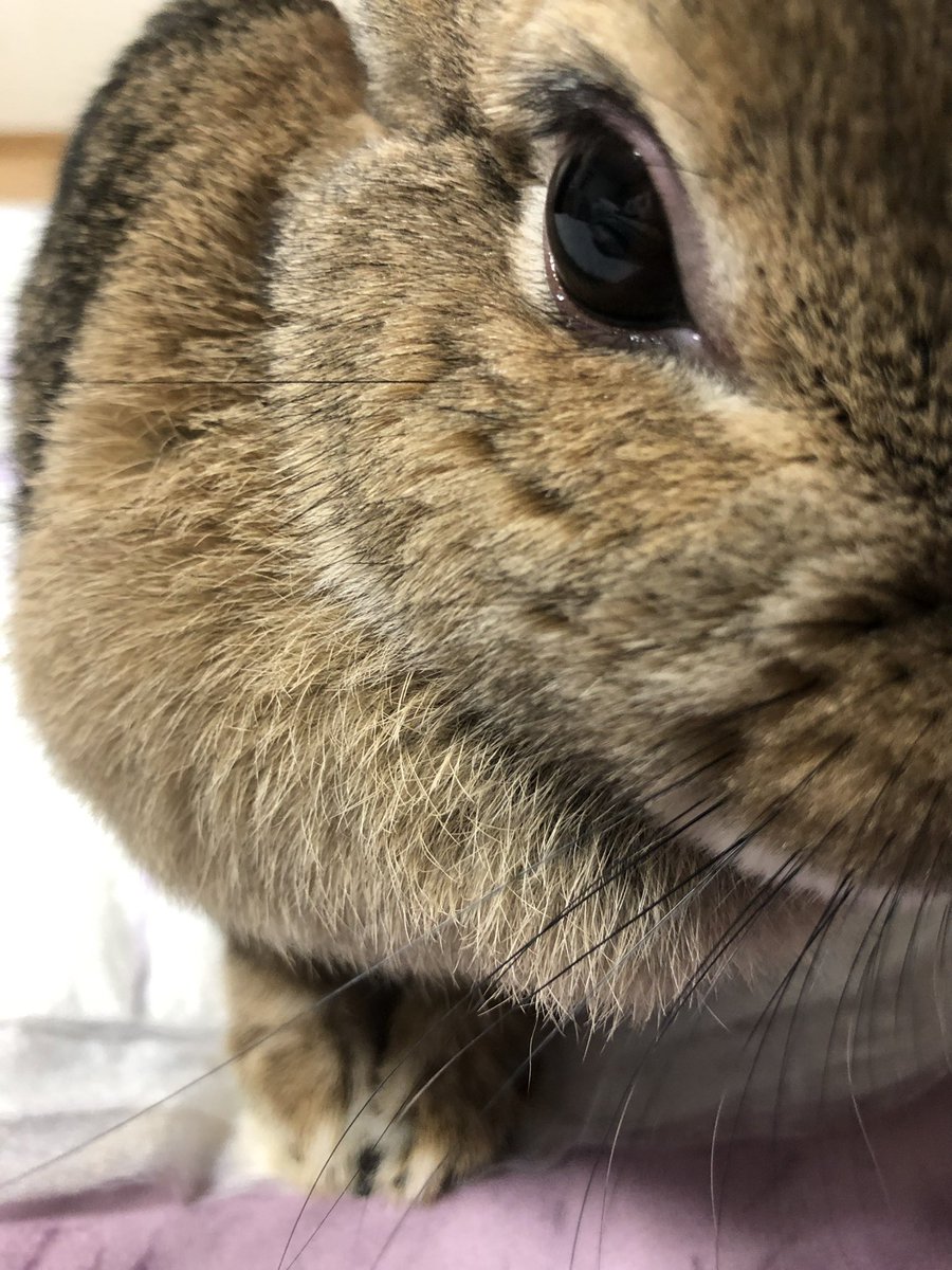 どあっぷ！！
#うさぎ
#可愛いやつ