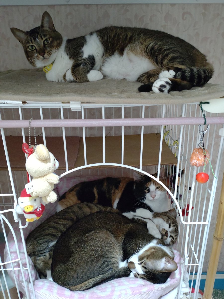 chikatulip's tweet photo. 今夜も　ニモちゃんだけ一人でおやすみ😢
#猫のいる生活 　#猫　#ねこ
#おやすみなさい https://t.co/c3QuU2ruQP